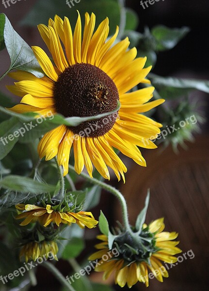 Sunflowers Flowers Yellow Flowers Large Flowers Summer