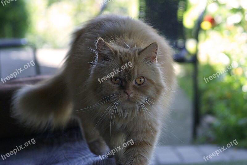 Cat Mammal Animal Eyes Domestic Cat