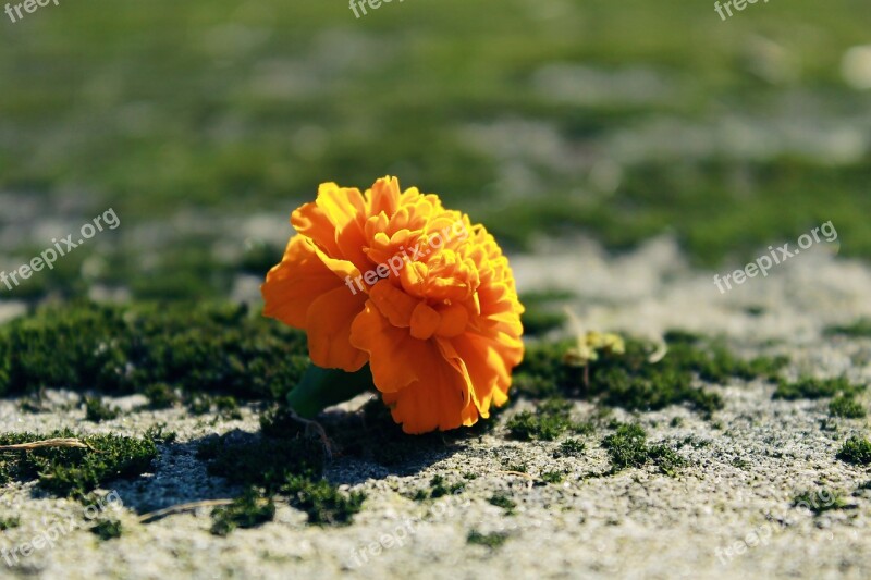 Marigold Blossom Bloom Flower Decoration