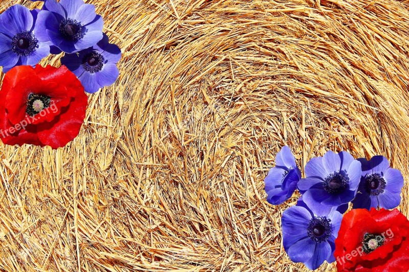 Autumn Hay Straw Harvest Field