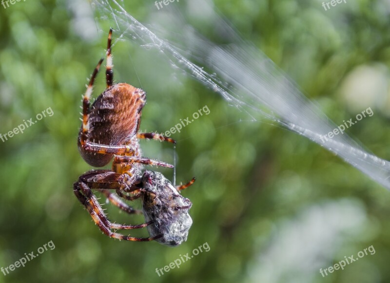 Spider Web Close Up Insect Eats