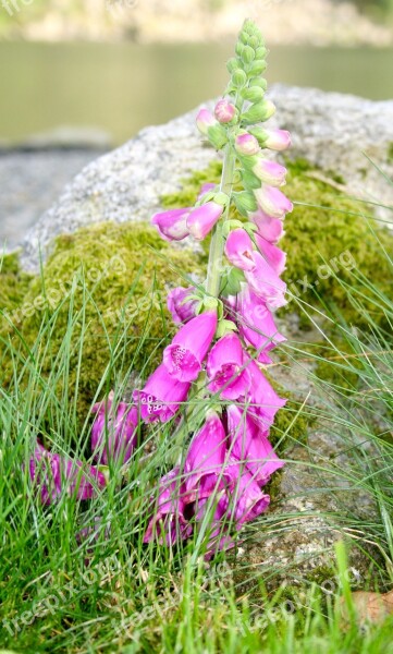 Flowers Norway Mountain Purple The Nature Of The