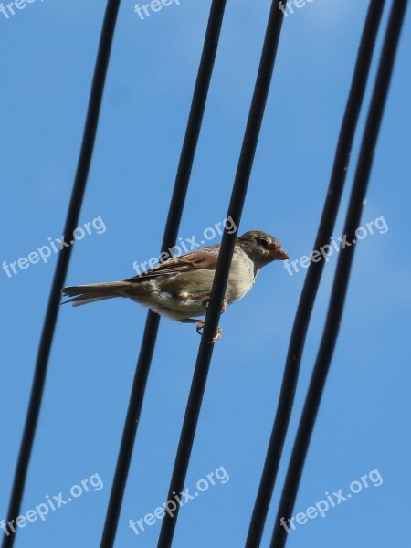 Sparrow Bird Cables Lookout Free Photos