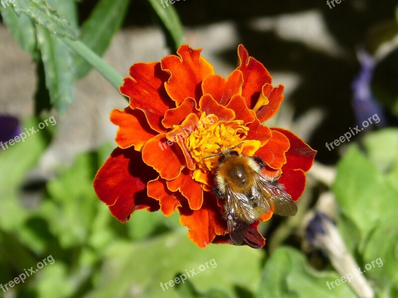 Drone Carnation Moro Flower Insect Libar