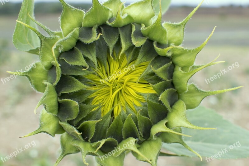 Sunflower Sunflower Bud Blossom Free Photos