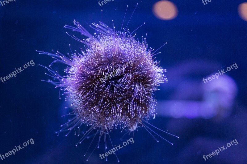 Urchin Fish Underwater Marine Reef