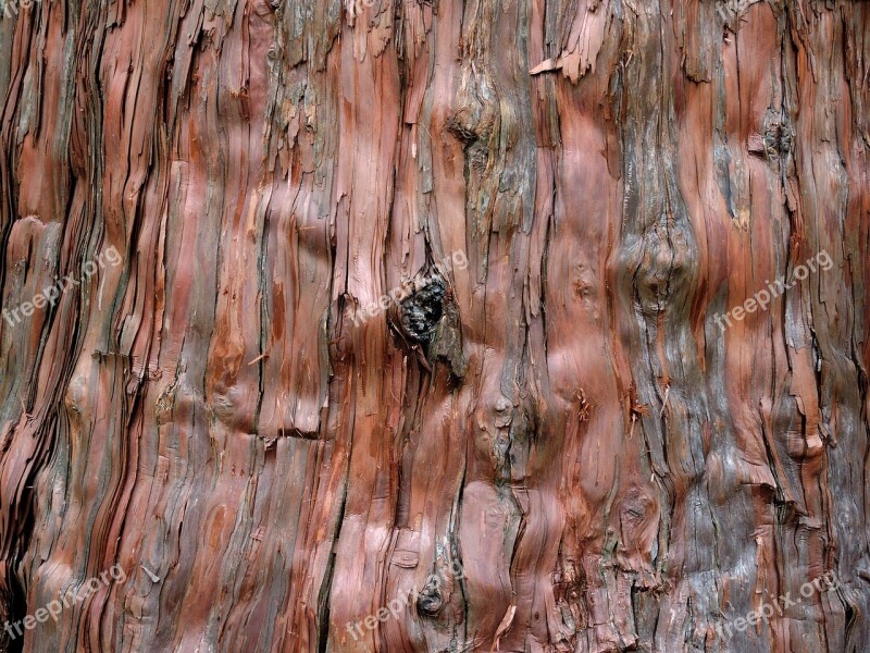 Background Tree Cedar Bark Close-up