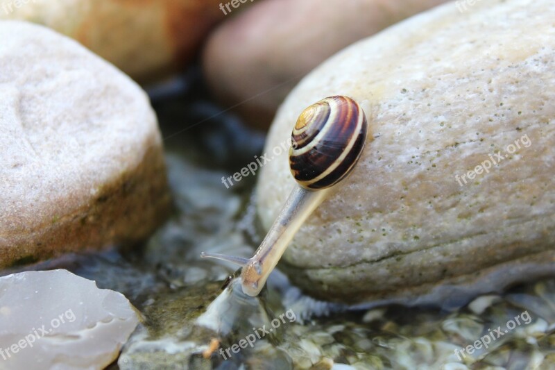 Snail Animal Reptile Mollusk Shell