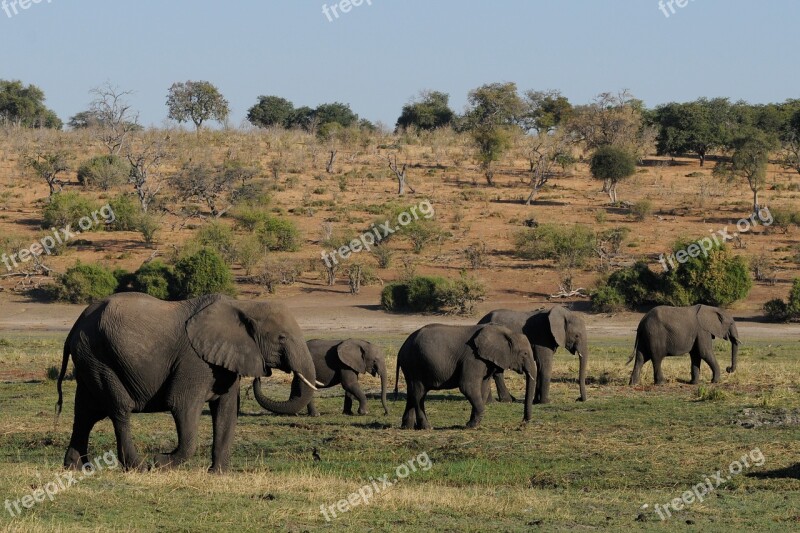 Elephant Botswana Chobe Herd Of Elephants Africa