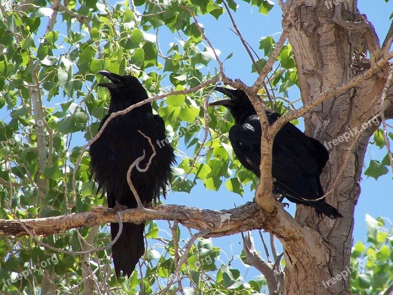 Common Ravens Blackbirds Corvus Birds Spooky