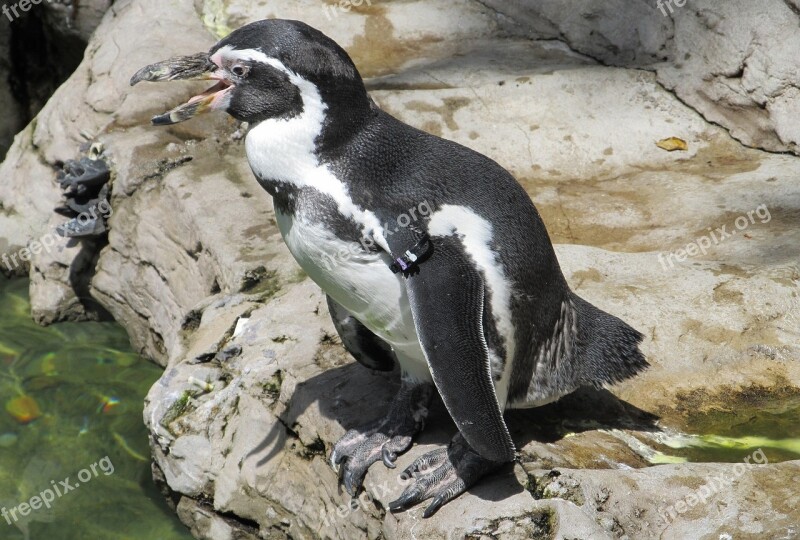 Humboldt Penguin Cute Nature Zoo Spheniscus Humboldti