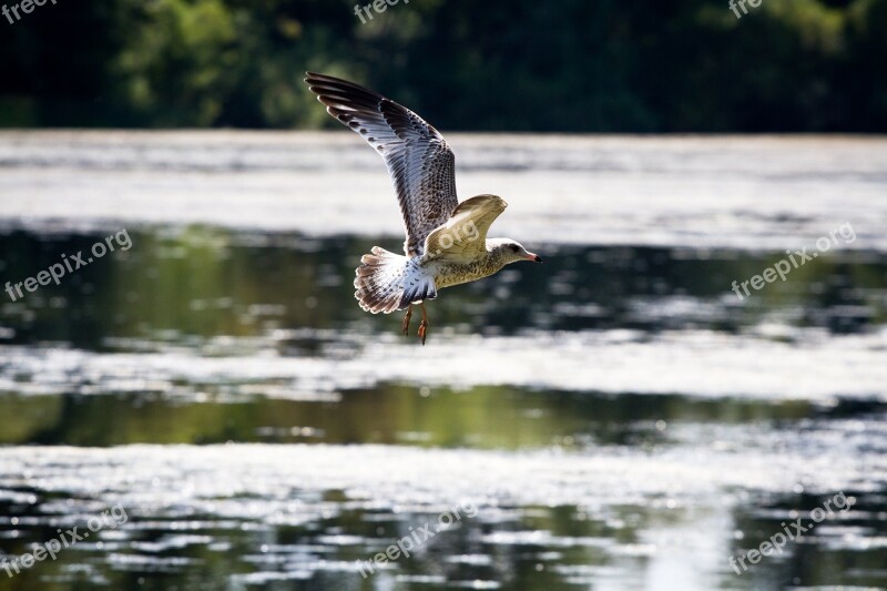 Seagull Flying In Flight Bird Wildlife