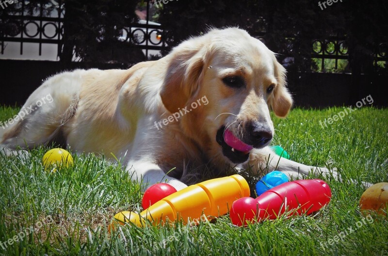 Retriever Golden Play Pet Dog