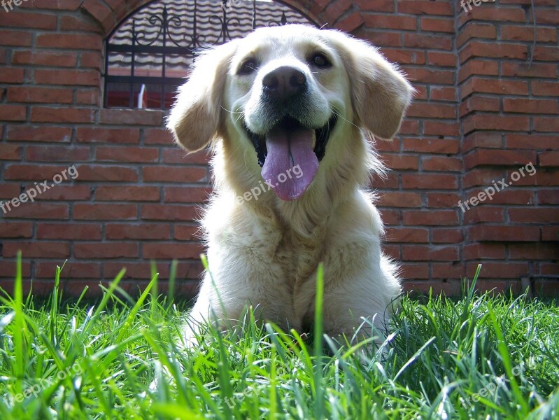 Retriever Smile Tongue Animal Dog