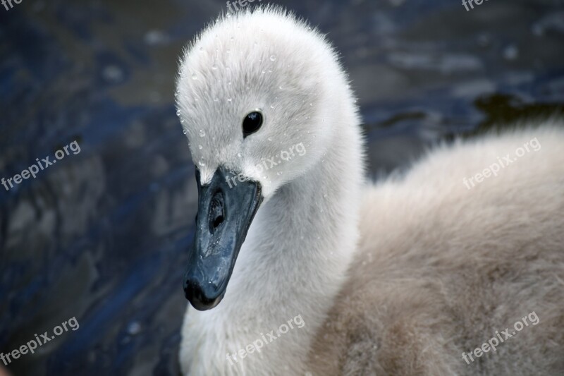 Mute Swan Mute Swan Signet Swan Signet Free Photos