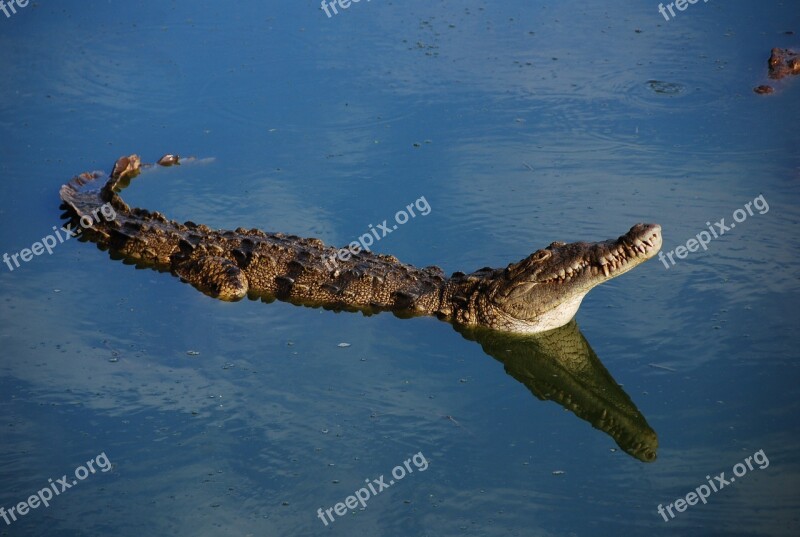 Crocodile Fauna Alligator Animal Free Photos