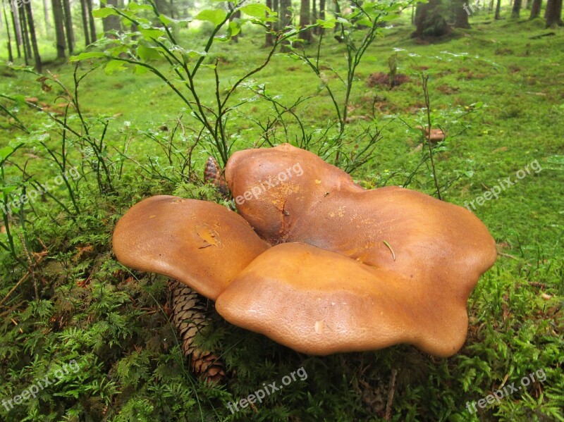 Velvet Foot Shuffletruffle Mushroom Bare Shuffletruffle Forest Mushroom Picking