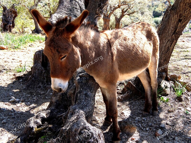 Donkey Mallorca Rocky Free Running Steinig