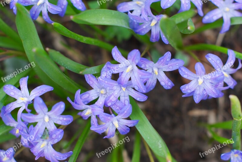 Hionodoksa Spring Physic Garden Flora Flowers