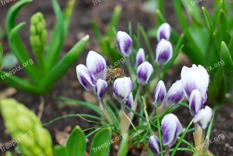 Crocus Spring Physic Garden Flora Flowers