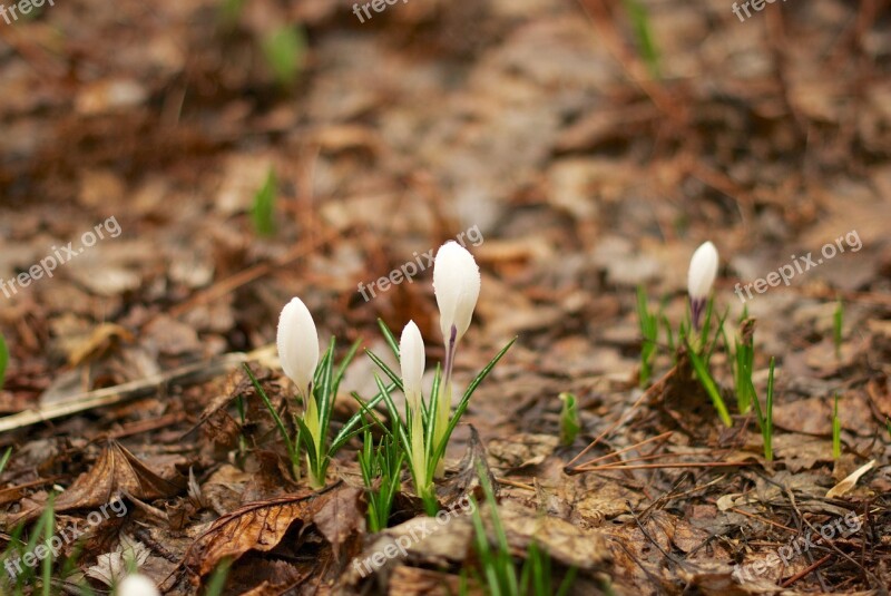 Crocus Spring Physic Garden Flora Flowers