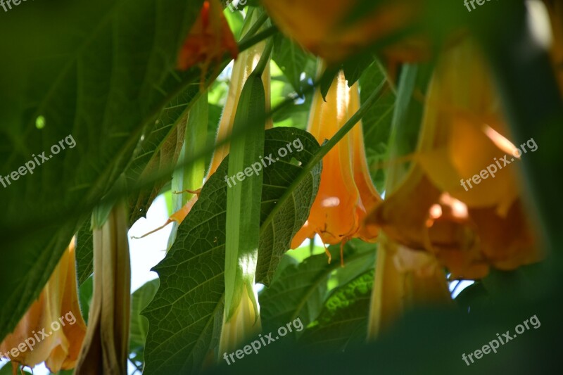 Datura Angel Trumpet Light And Shadow Blossom Bloom