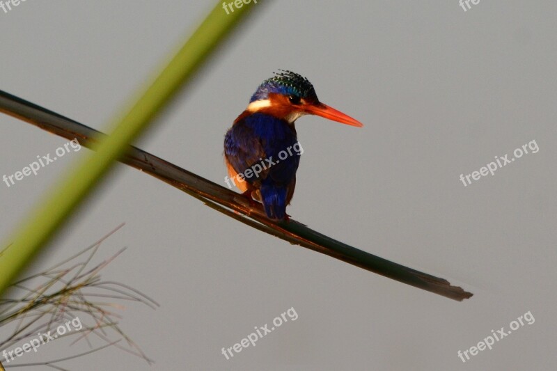 Malachite Kingfisher Kingfisher Botswana Chobe Bird