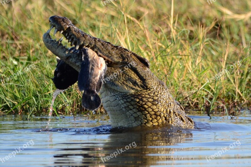 Crocodile Prey Botswana Chobe Free Photos