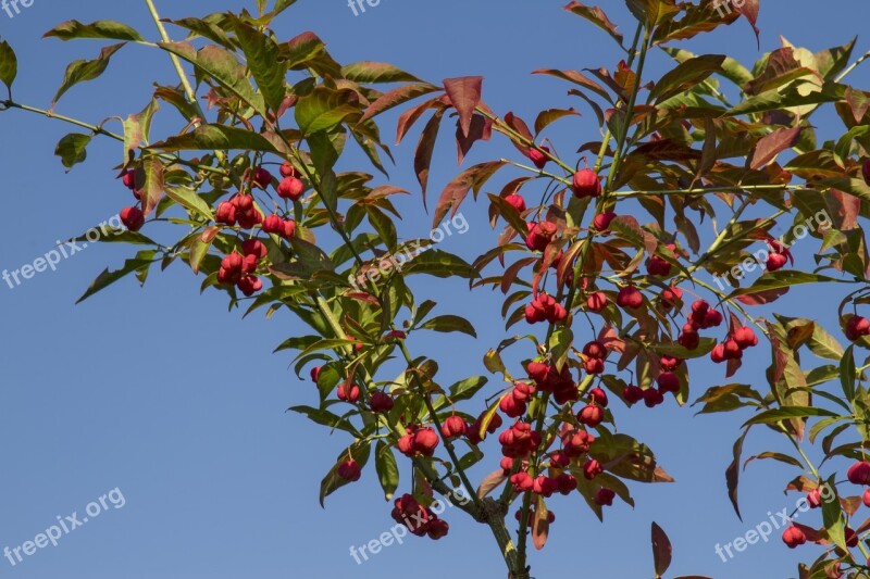 Spindle Euonymus Europaeus Pfaff Copings Priest Cape Perl Spill Tree