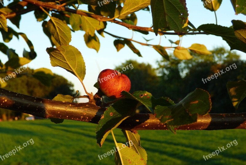 Apple Apple Tree Branch Leaves Ripe