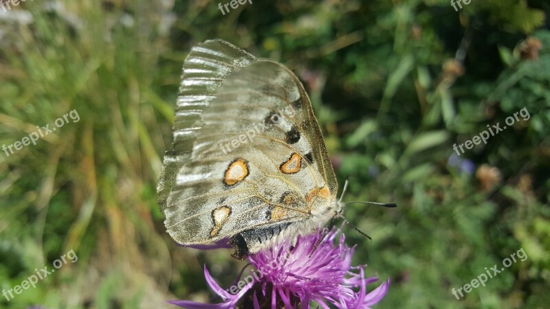 Butterfly Nature Wings Butterfly Wings Flowers