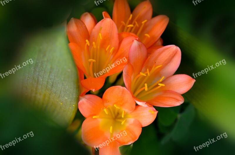 Clivia Flowers Nature Floral Blooming