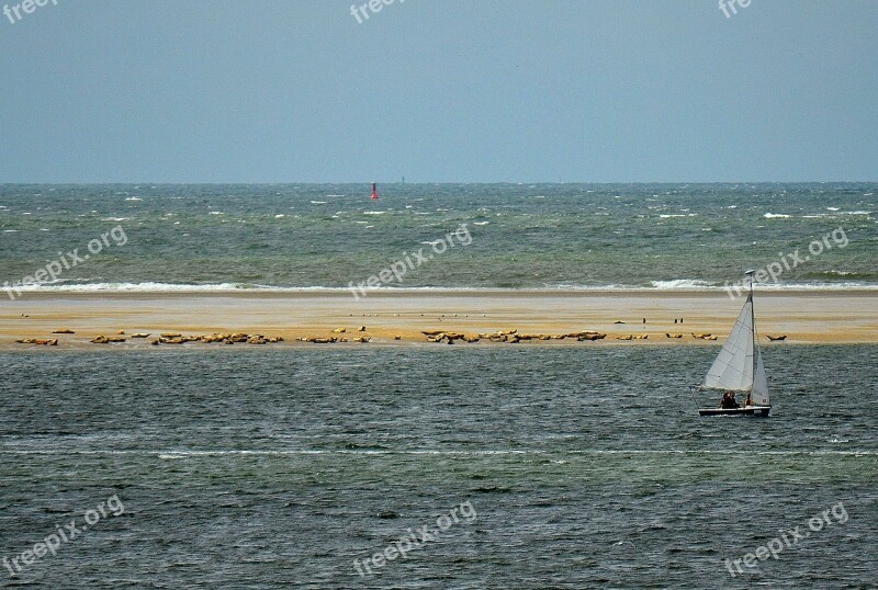 Seal Benches Borkum Seals Crawl North Sea