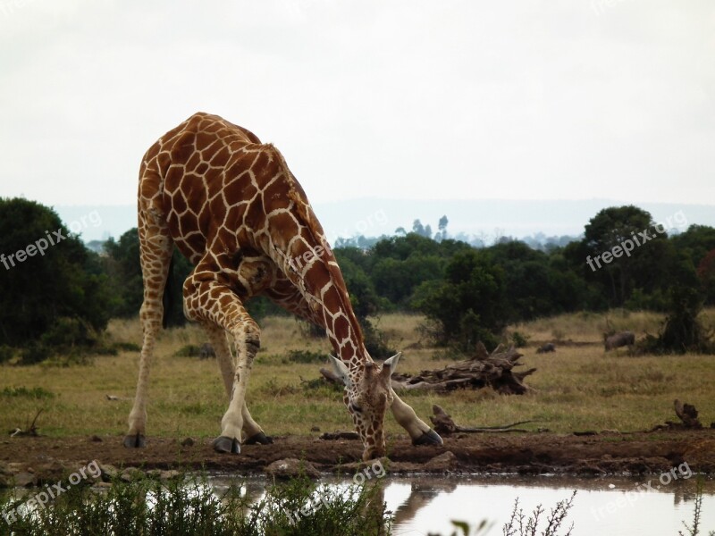 Giraffe Kenya Africa Wildlife Safari