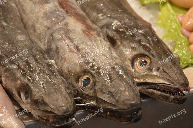 Fish Market Spain Cadiz Fresh