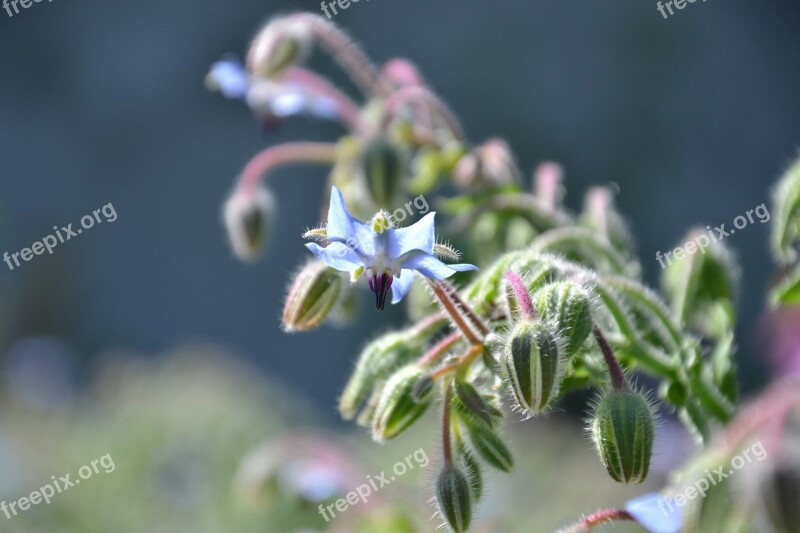 Borago Officinalis Borage Plant Summer Houses