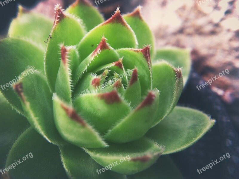 Stonecrop Nature Natural Flower Plant