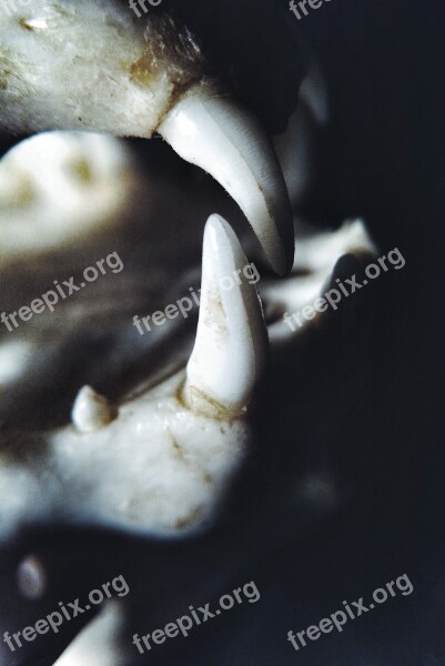 Teeth Tooth Skull Animal Macro