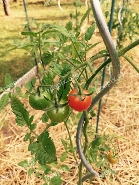 Vegetable Garden Tomatoes Straw Guardian Free Photos