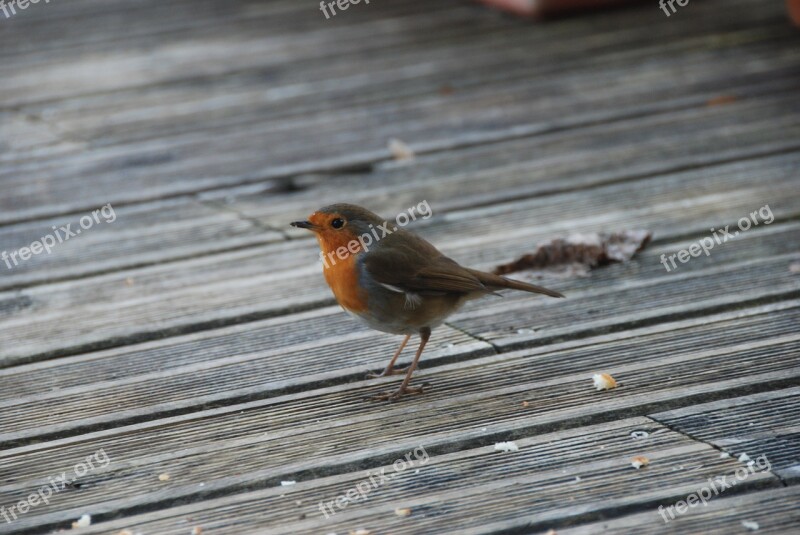 Bird Winter Robin Terrace Free Photos