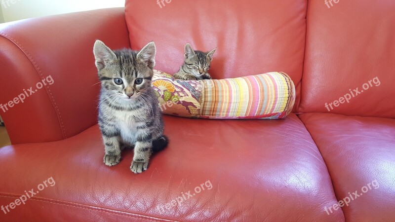 Kittens Sofa Puppies Free Photos