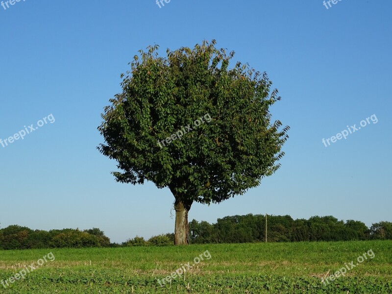 Tree Nice Weather Sky Blue Meadow