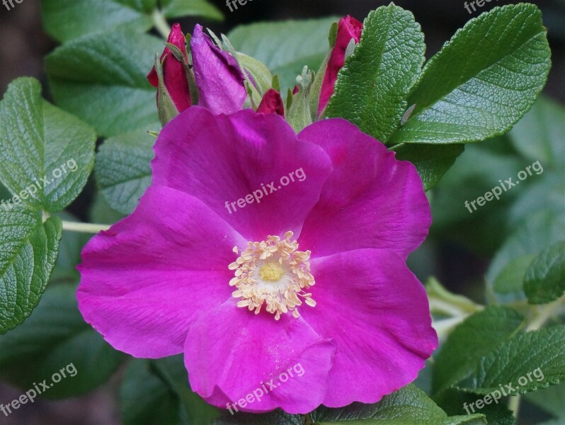 Rose Rugosa Rose With Buds Bud Flower Blossom