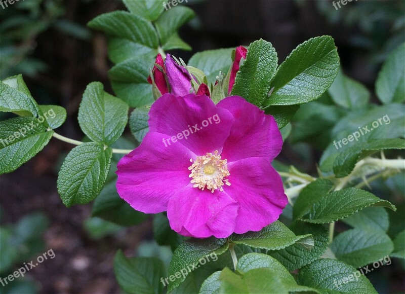 Rose Rugosa Rose With Buds Bud Flower Blossom