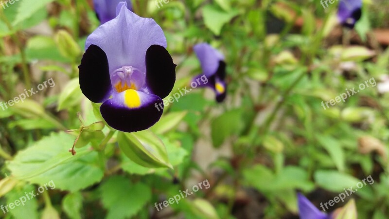 Violet Blue Violet Dark Violet Violet Flower Garden