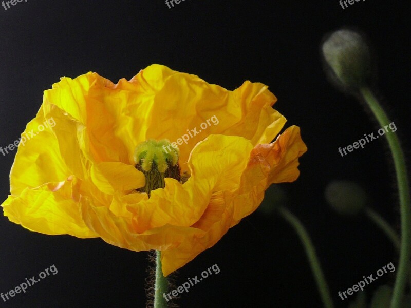 Yellow Poppy Poppy Yellow Blossom Bloom