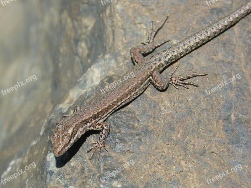 Lizard Rock Pyrenee Catalunya Sargantana Free Photos