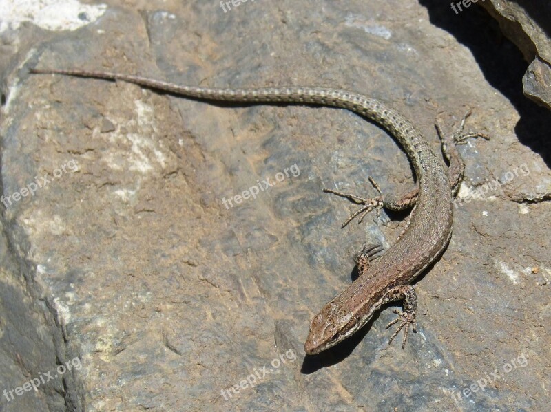 Lizard Rock Pyrenee Catalunya Sargantana Free Photos