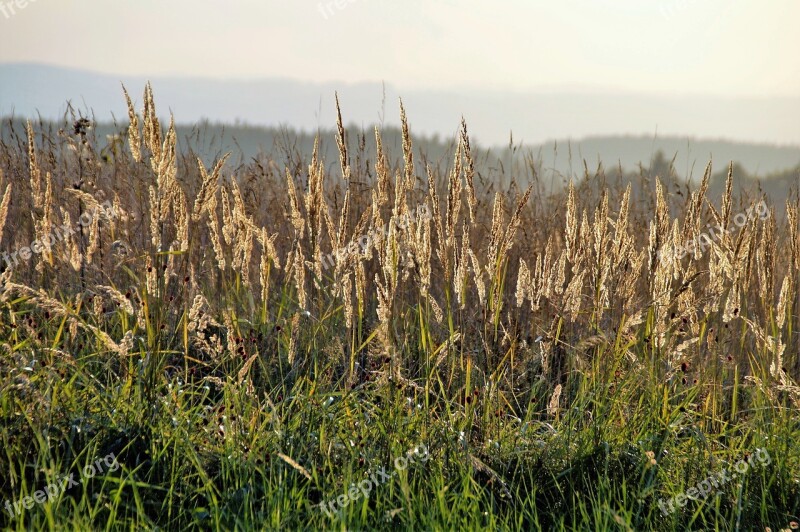 Grass Twilight Sunset Klasky Ears Of Corn