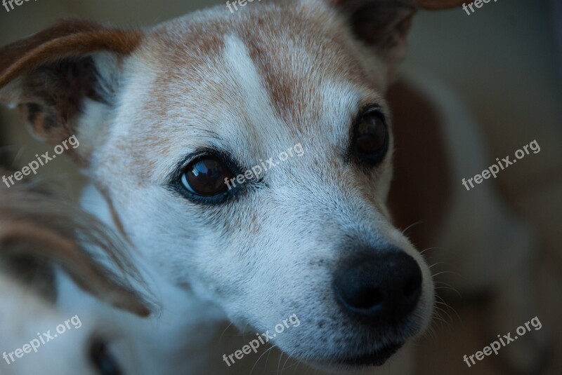 Dog Jack Russel Old Terrier Canine